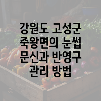 강원도 고성군 죽왕면의 눈썹 문신과 반영구 관리 방법