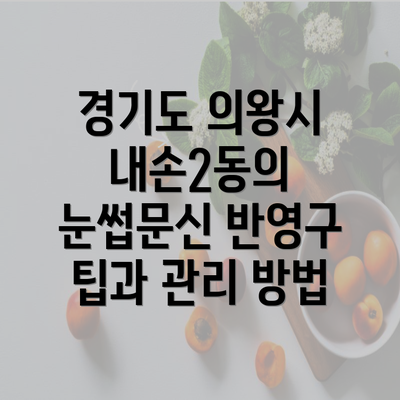 경기도 의왕시 내손2동의 눈썹문신 반영구 팁과 관리 방법