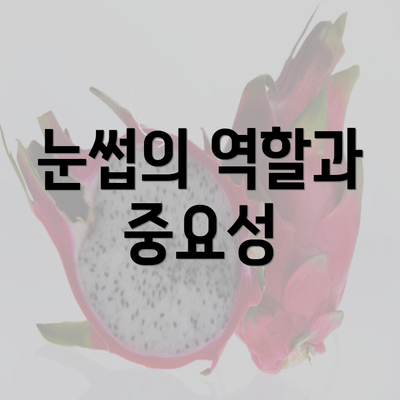 눈썹의 역할과 중요성