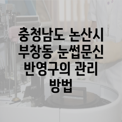 충청남도 논산시 부창동 눈썹문신 반영구의 관리 방법